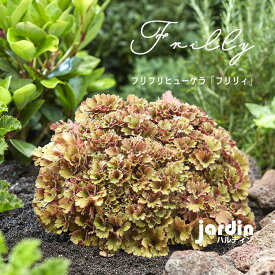 ヒューケラ フリフリヒューケラ フリリィ苗 農場直送【jardin／ハルディン】