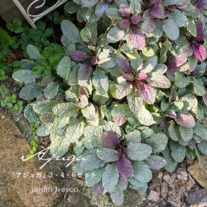 選べる「アジュガ」苗 2・4・6ポットセット【9cmポット】【jardin/ハルディン】