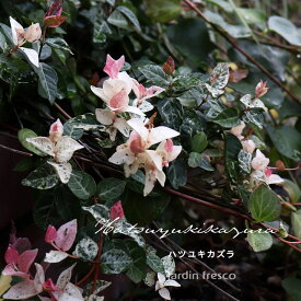 ハツユキカズラ苗セット 2・4・6ポット【jardin／ハルディン】