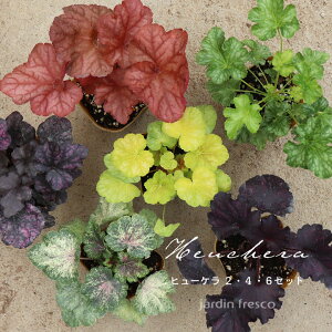 y2025NVizIׂ q[P c N q[P 9cm|bg 2`6Zbgyjardin^nfBz