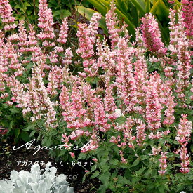 【予約販売／2026年5月下旬以降順次発送予定】花苗 とにかくよく咲くアガスタチ苗 2・4・6ポットセット【9cmポット】【jardin／ハルディン】