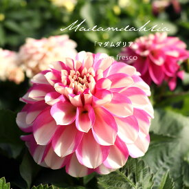 【予約販売／2026年4月中旬以降順次発送予定】花苗 選べる マダムダリア苗 セット 2・4・6ポット 農場直送【jardin／ハルディン】