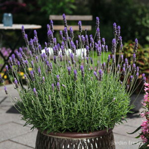 Iׂf^[^x_[ c 3E6|bgy9cm|bgzyjardin^nfBz