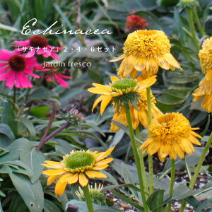 y\̔^2026N5{ȍ~\z_2026NEW^S25i GLiZAuNTLiZAv i킪Iׂ2E4E6|bgy9cm|bgzyjardin^nfBz