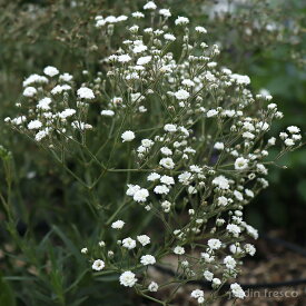 【予約販売／2026年3月下旬以降順次発送予定】カスミソウ 苗 2・4ポットセット【9cmロングポット】【jardin／ハルディン】