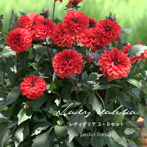 y\̔^2026N4{ȍ~\zԕc Iׂ fB_Ac Zbg2E4E6|bg _꒼yjardin^nfBz