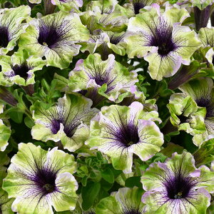 y\̔^2026N3{ȍ~\zԕc y`jA A}]iX v RJgD[cZbg 2E4E6|bgyjardin^nfBz