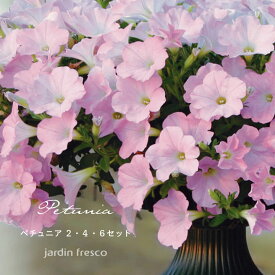 【予約販売／2026年3月下旬以降順次発送予定】杉井明美のペチュニア さくらさくら おゆきちゃん 桃色吐息 苗 2・4・6ポットセット【10.5cmポット】