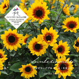 【予約販売／2026年5月中旬以降順次発送予定】＼ランキング1位獲得／花苗 選べる サンビリーバブル苗 2・4・6ポットセット【9cmポット】【jardin／ハルディン】