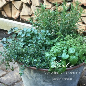 【予約販売／2026年3月下旬以降順次発送予定】品種が選べるハーブ苗 2・4・6ポットセット【9cmロングポット】