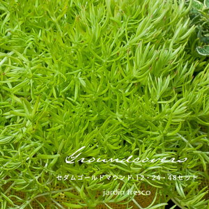 【グランドカバー苗】セダム ゴールドマウンド 選べる12・24・48ポット【9cmポット】【jardin/ハルディン】