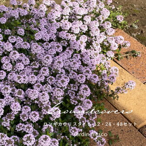 yOhJo[czMJEX^C Iׂ12E24E48|bgy9cm|bgzyjardin^nfBz