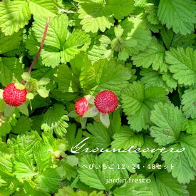 【グランドカバー苗】へびいちご 選べる12・24・48ポット【9cmポット】【jardin／ハルディン】