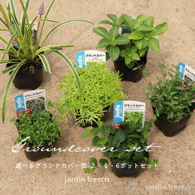 組み合わせ自由！品種が選べるグランドカバー苗 2・4・6ポットセット【9cmポット】【jardin／ハルディン】