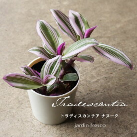 ＼PlantsViVi2鉢以上で500円OFFクーポン／観葉植物 トラディスカンチア ナヌーク（プラ容器鉢8cm）【jardin／ハルディン】