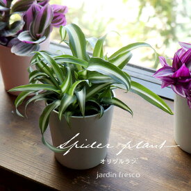 ＼PlantsViVi2鉢以上で500円OFFクーポン／観葉植物 Plants ViVi オリヅルラン バリエガタ （プラ容器鉢8cm）【jardin／ハルディン】