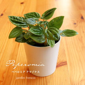 ＼PlantsViVi2鉢以上で500円OFFクーポン／観葉植物 Plants ViVi ペペロミア アマゾナス（プラ容器鉢8cm）【jardin／ハルディン】