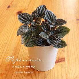＼PlantsViVi2鉢以上で500円OFFクーポン／観葉植物 Plants ViVi ぺぺロミア カラカス（プラ容器鉢8cm）【jardin／ハルディン】