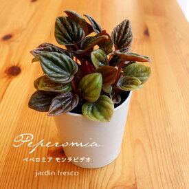 ＼PlantsViVi2鉢以上で500円OFFクーポン／観葉植物 ペペロミア モンテビデオ（プラ容器鉢8cm）【jardin／ハルディン】