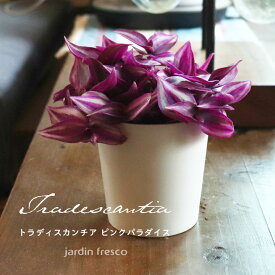 ＼PlantsViVi2鉢以上で500円OFFクーポン／観葉植物 トラディスカンチア ピンクパラダイス （プラ容器鉢8cm）【jardin／ハルディン】