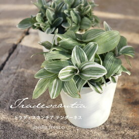 ＼PlantsViVi2鉢以上で500円OFFクーポン／観葉植物 Plants ViVi トラディスカンチア テンダーネス（プラ容器鉢8cm）【jardin／ハルディン】
