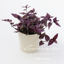 ＼PlantsViVi2鉢以上で500円OFFクーポン／観葉植物 トラディスカンチア パープルブライダルベール （プラ容器鉢8cm）【jardin／ハルディン】