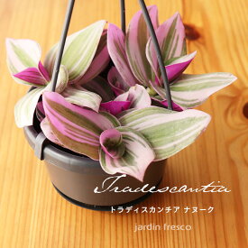 ＼PlantsViVi2鉢以上で500円OFFクーポン／観葉植物 Plants ViVi トラディスカンチア ナヌーク（ハンギング吊り鉢10.5cm）【jardin／ハルディン】