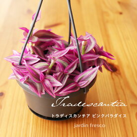 ＼PlantsViVi2鉢以上で500円OFFクーポン／観葉植物 Plants ViVi トラディスカンチア ピンクパラダイス（ハンギング吊り鉢10.5cm）【jardin／ハルディン】