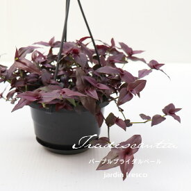 ＼PlantsViVi2鉢以上で500円OFFクーポン／観葉植物 トラディスカンチア パープルブライダルベール （ハンギング吊り鉢10.5cm）【jardin／ハルディン】