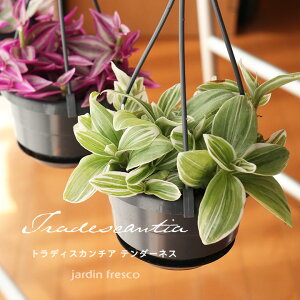 �_PlantsViVi2���ȏ��500�~OFF�N�[�|���^�ϗt�A�� Plants ViVi �g���f�B�X�J���`�A �e���_�[�l�X�i�n���M���O�݂蔫10.5cm�j�yjardin�^�n���f�B���z