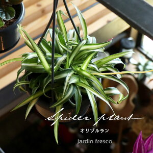 ϗtAuPlants ViVi vId oGK^ inMO݂蔫10.5cmj1E2Zbgyjardin^nfBz݂艺