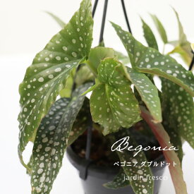 ＼PlantsViVi2鉢以上で500円OFFクーポン／観葉植物 Plants ViVi ベゴニア ダブルドット （ハンギング吊り鉢10.5cm）【jardin／ハルディン】