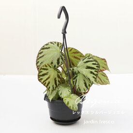 ＼PlantsViVi2鉢以上で500円OFFクーポン／観葉植物 ベゴニア レックス シルバージュエル （ハンギング吊り鉢10.5cm）【jardin／ハルディン】