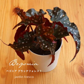＼PlantsViVi2鉢以上で500円OFFクーポン／観葉植物 Plants ViVi ベゴニア ブラックフォレスト （プラ容器鉢8cm）【jardin／ハルディン】