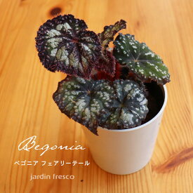＼PlantsViVi2鉢以上で500円OFFクーポン／観葉植物 ベゴニア フェアリーテール（プラ容器鉢8cm）【jardin／ハルディン】