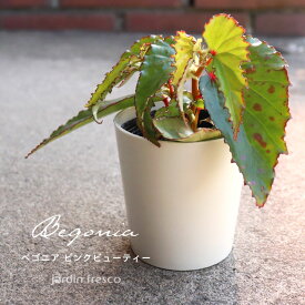 ＼PlantsViVi2鉢以上で500円OFFクーポン／観葉植物 ベゴニア ピンクビューティー（プラ容器鉢8cm）【jardin／ハルディン】