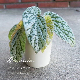 ＼PlantsViVi2鉢以上で500円OFFクーポン／観葉植物 ベゴニア リーファ（プラ容器鉢8cm）【jardin／ハルディン】