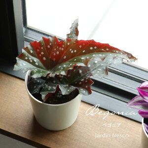 �ϗt�A�� �I�ׂ�؂؃��~�A�uPlants ViVi �v�x�S�j�A �i�v���e�픫8cm�j1�E2���Z�b�g�yjardin�^�n���f�B���z