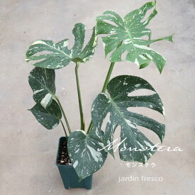 【数量限定！予約販売／2026年5月中旬以降順次発送予定】斑入り モンステラ 観葉植物【jardin／ハルディン】