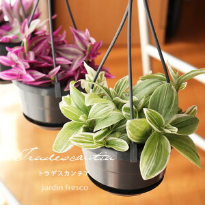 ϗtA IׂgfBXJ`AuPlants ViVi vik[NEsNp_CXEe_[lXEp[vuC_x[ inMO݂蔫10.5cmj1E2Zbgyjardin^nfBz