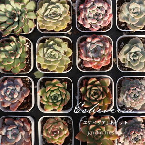 yI|Cg10{zA Jt GPxA ܂6|bgZbgyjardin^nfBz