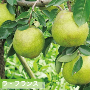 西洋梨 ラ・フランス 5kg 12〜14玉 5L〜4L 贈答 山形 上山 産地直送 果物 ギフト 山形農業協同組合