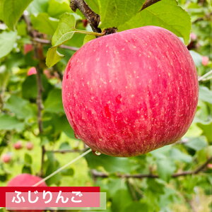 りんご ふじ 10kg 32〜36玉 贈答 山形 産地直送 果物 ギフト 山形農業協同組合