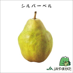 西洋梨 シルバーベル 5kg 5L〜9L 贈答 山形 上山 産地直送 果物 ギフト 山形農業協同組合