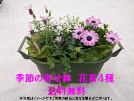 【仙台ローズガーデン】季節の寄せ鉢7花苗4種類