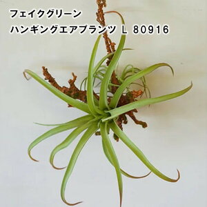 yPOSHLIVINGznMOGAvc L 80916yO[ tFCN IuWF A[eBtBVt[ u[P [t  Mtg v[g 蕨 LO ̓ ̓ hV̓ NX