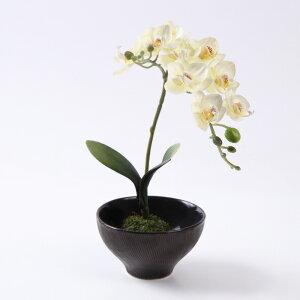 苔玉 花の人気商品 通販 価格比較 価格 Com 苔玉 花の人気商品 通販 価格比較 価格 Com