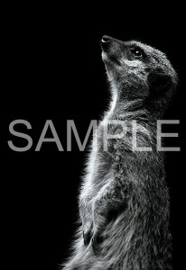 ペット パズル おもちゃの人気商品 通販 価格比較 価格 Com