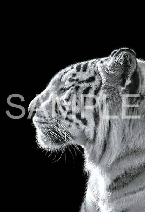 楽天市場 あす楽 Epo 71 687 ペット 動物 The Zoological Garden 言葉のない対話 ホワイトタイガー 300ピース ジグソーパズル エポック社 Cp Ha ジグソーパズルジャパン