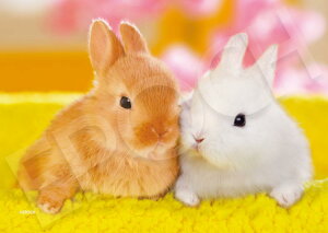 WO\[pY ق؂҂ 108s[X G|bN EPO-03-083 pY Puzzle Mtg a v[g